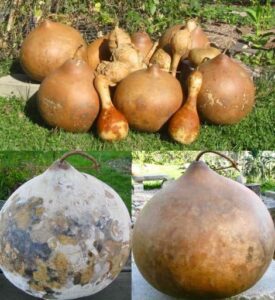 A Gourdeous Day for Cleaning Gourds Image